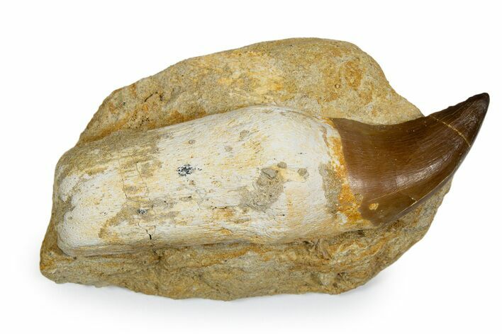 Rooted Prognathodontid Mosasaur Tooth in Rock - Morocco #345193